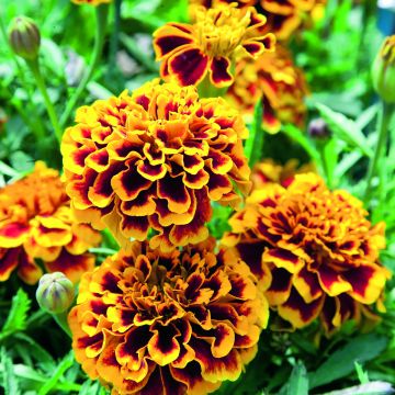 Studentenblume Colossus