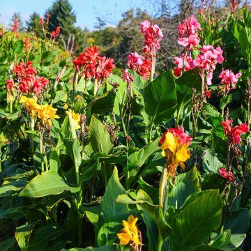 Blumenrohr T&M Hybrids (Samen) - Canna indica