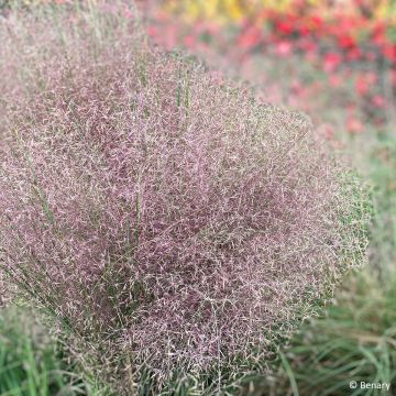 Muhlenbergia reverchonii Rosy (Samen) - Rosa Haargras
