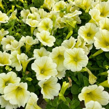 Petunia Limoncello (Samen) Petunia Limoncello (Samen)