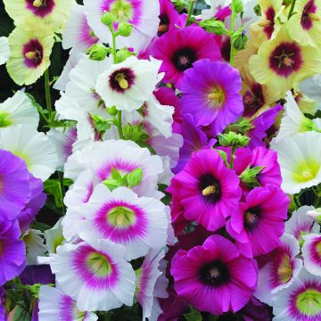 Alcea rosea Halo Mixed (Samen) - Gewöhnliche Stockrose
