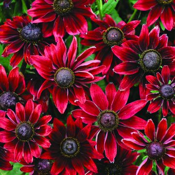 Rauher Sonnenhut Cherry Brandy (Samen) - Rudbeckia