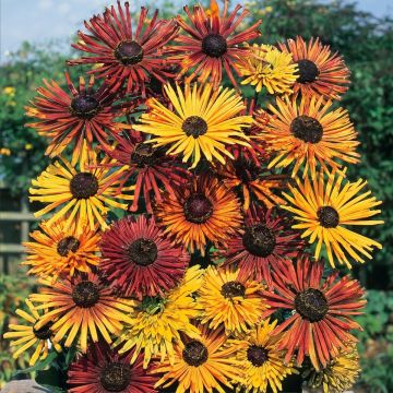 Rauher Sonnenhut Chim Chiminee (Samen) - Rudbeckia