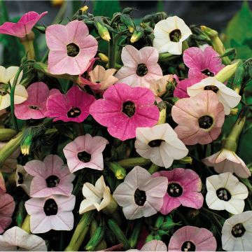 Blütentabak Marshmallow (Samen) - Nicotiana mutabilis