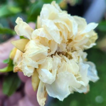 Granatapfelbaum Alba Plena - Punica granatum