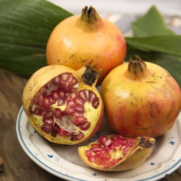 Granatapfelbaum Mollar de Elche - Punica granatum