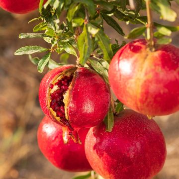 Granatapfelbaum - Punica granatum