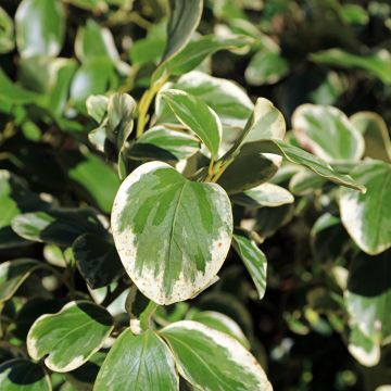 Griseline Bantry Bay - Griselinia littoralis