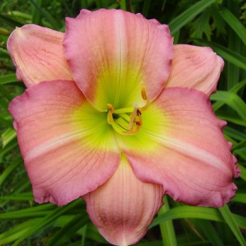 Hemerocallis Ben Norvell - Taglilie Hemerocallis Ben Norvell - Taglilie