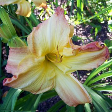 Hemerocallis Boom Town - Taglilie Hemerocallis Boom Town - Taglilie