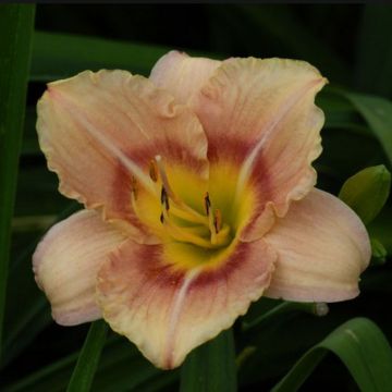 Hemerocallis Buffy s Doll - Taglilie Hemerocallis Buffy s Doll - Taglilie