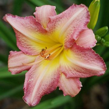 Hemerocallis Chicago Candy Cane - Taglilie Hemerocallis Chicago Candy Cane - Taglilie