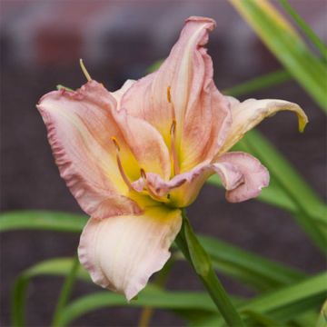 Hemerocallis Cindy Marie - Taglilie Hemerocallis Cindy Marie - Taglilie