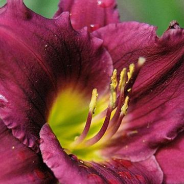 Hemerocallis Cawley Crown - Taglilie Hemerocallis Cawley Crown - Taglilie