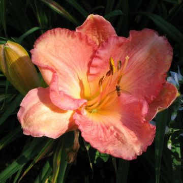 Hemerocallis Dancing Shiva - Taglilie Hemerocallis Dancing Shiva - Taglilie