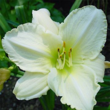 Hemerocallis Lime Frost - Taglilie Hemerocallis Lime Frost - Taglilie