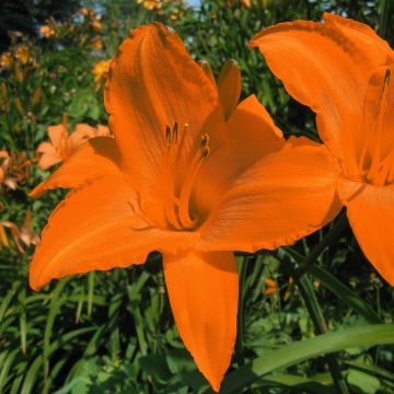 Hemerocallis Rainbow Gold - Taglilie Hemerocallis Rainbow Gold - Taglilie