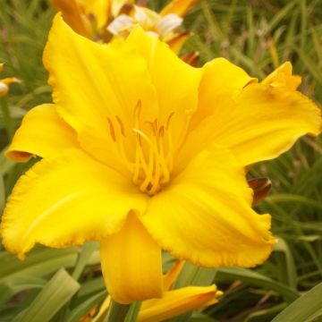Hémérocalle comestible BIO - Hemerocallis 'Buttercup' - Lis d'un jour