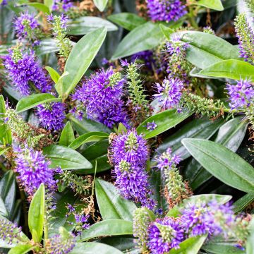 Hebe franciscana Blue Gem - Véronique arbustive Hebe franciscana Blue Gem - Véronique arbustive