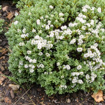 Hebe topiaria - Strauchveronika Hebe topiaria - Strauchveronika