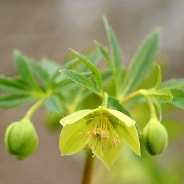Helleborus cyclophyllus subsp. hercegovinus - Nieswurz