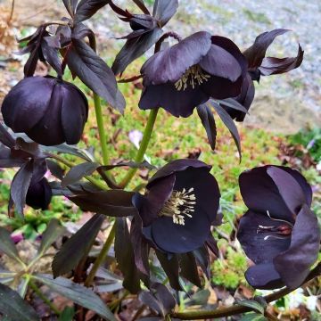 Helleborus orientalis Black Chocolate