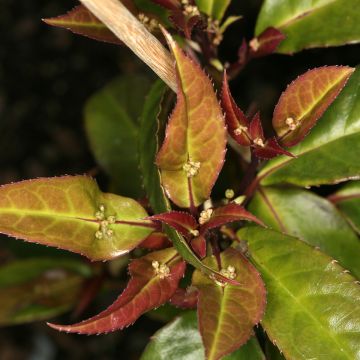 Helwingia chinensis (Männlich) - Chinesischer Helwingie