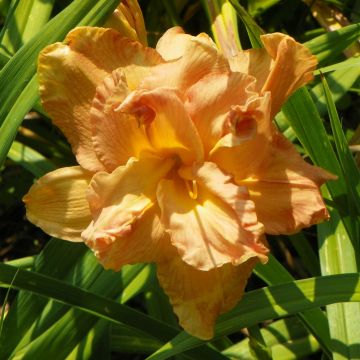 Hemerocallis Angelic Grin - Taglilie Hemerocallis Angelic Grin - Taglilie