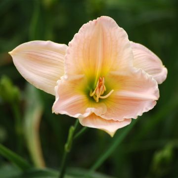 Hemerocallis Ava Michelle - Taglilie Hemerocallis Ava Michelle - Taglilie