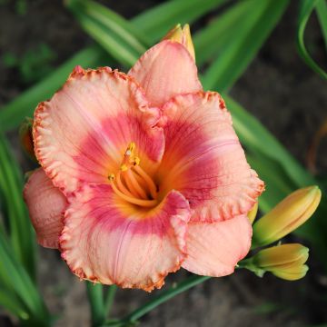 Hemerocallis Candide - Taglilie Hemerocallis Candide - Taglilie