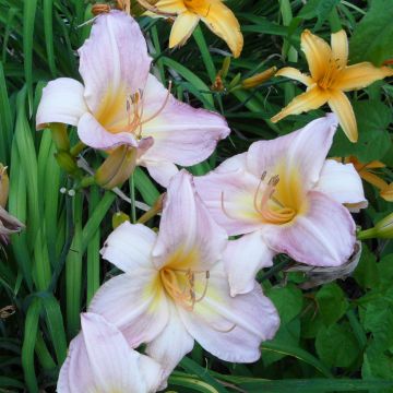 Hemerocallis Cloverdale - Taglilie Hemerocallis Cloverdale - Taglilie