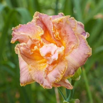 Hemerocallis Double Pink Peony - Taglilie Hemerocallis Double Pink Peony - Taglilie