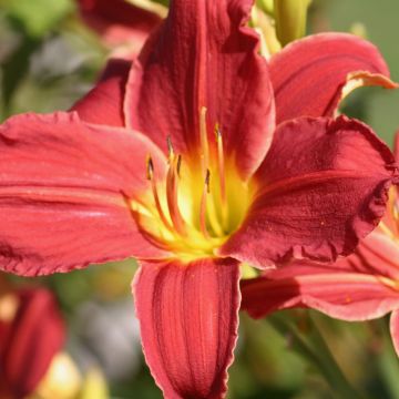 Hemerocallis Fabulous Favorite - Taglilie Hemerocallis Fabulous Favorite - Taglilie