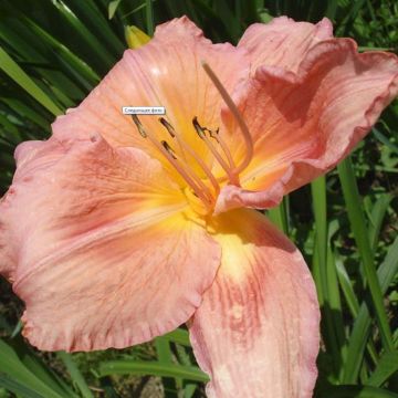 Hemerocallis Franck Gladney - Taglilie Hemerocallis Franck Gladney - Taglilie