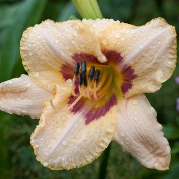 Hemerocallis Gay Cravat - Taglilie Hemerocallis Gay Cravat - Taglilie