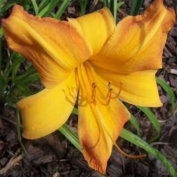 Hemerocallis Invictus - Taglilie Hemerocallis Invictus - Taglilie