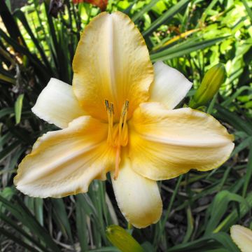 Hemerocallis Ivory Marble - Taglilie Hemerocallis Ivory Marble - Taglilie