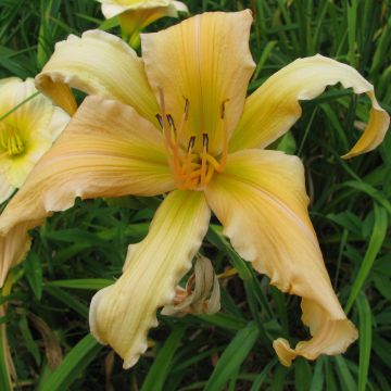 Hemerocallis Jan s Twister - Taglilie Hemerocallis Jan s Twister - Taglilie