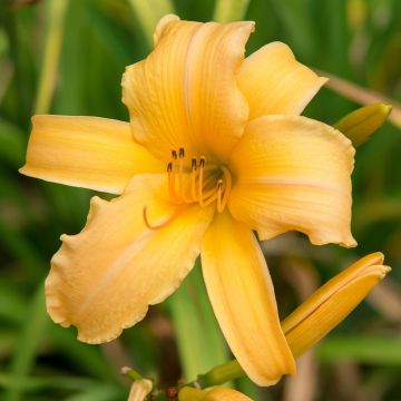 Hemerocallis Judge Orr - Taglilie Hemerocallis Judge Orr - Taglilie