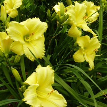 Hemerocallis Lemon Lyric - Taglilie Hemerocallis Lemon Lyric - Taglilie