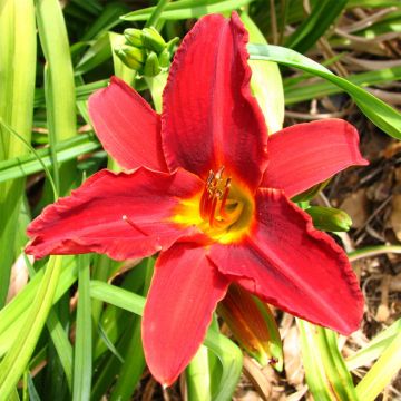 Hemerocallis Oriental Ruby - Taglilie Hemerocallis Oriental Ruby - Taglilie