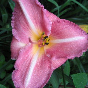 Hemerocallis Royal Flair - Taglilie Hemerocallis Royal Flair - Taglilie