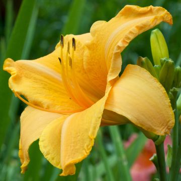Hemerocallis Ruffled Apricot - Taglilie Hemerocallis Ruffled Apricot - Taglilie