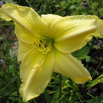 Hemerocallis Soft Cashmere - Taglilie Hemerocallis Soft Cashmere - Taglilie