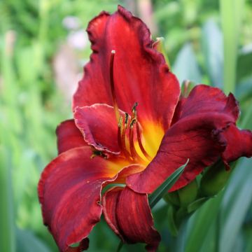 Hemerocallis Velvet Robe - Taglilie Hemerocallis Velvet Robe - Taglilie