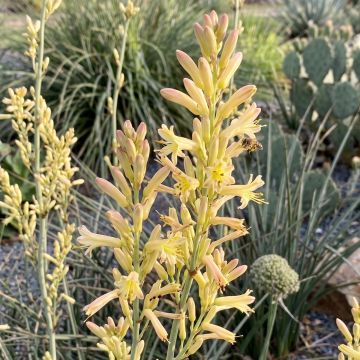Hesperaloe parviflora Arizona Sunrise - Rote Yucca