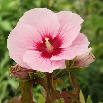 Hibiscus moscheutos Pink Candy - Sumpfeibisch