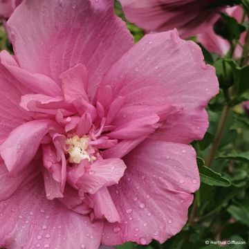 Garten-Hibiscus Beautifull Magenta - Hibiscus syriacus