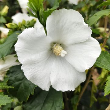 Hibiscus syriacus Eléonore - Althéa simple, blanc pur
