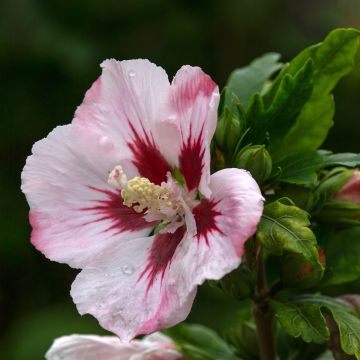 Garten-Hibiscus Hamabo - Hibiscus syriacus